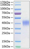 Recombinant Human SLAMF2/CD48 Protein (RPCB0366)