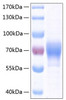 Recombinant Human LILRB2/ILT-4/CD85d Protein (RPCB0371)