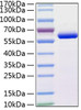 Recombinant Human MMP-13 Protein (RPCB0373)