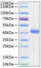 Recombinant Human TNFRSF17/BCMA/CD269 Protein (RPCB0376)
