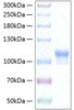 Recombinant Human Neuroligin-3/NLGN3 Protein (RPCB0381)