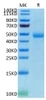 Recombinant Human SIRP-gamma/CD172g Protein (RPCB0385)