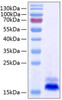 Recombinant Human TNFRSF10B/DR5/TRAIL-R2/CD262 Protein (RPCB0398)