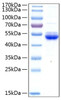 Recombinant Human SECTM1 Protein (RPCB0400)