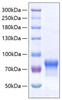 Recombinant Human VSIG4 Protein (RPCB0402)
