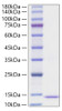Recombinant Human CCL24/Eotaxin-2 Protein (RPCB0412)