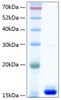 Recombinant Human Transthyretin/TTR Protein (RPCB0415)
