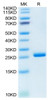 Recombinant Human LILRB2/ILT-4/CD85d Domain1&2 Protein (RPCB0424)