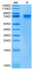Biotinylated Recombinant Human LILRB2/ILT-4/CD85d Protein (RPCB0426)