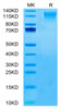 Recombinant Human TACTILE/CD96 Protein (RPCB0434)