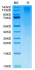 Biotinylated Recombinant Human TACTILE/CD96 Protein (RPCB0450)