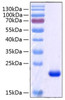 Recombinant Human Retinol-binding protein 4/PRBP Protein (RPCB0457)