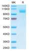 Biotinylated Recombinant Human Siglec-5/CD170 Protein (Primary Amine Labeling) (RPCB0466)