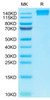 Recombinant Human PTPRC/CD45RABC/CD45 Protein (RPCB0470)