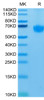 Recombinant Human PD-1/PDCD1/CD279 Protein (RPCB0473)