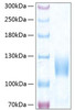 Recombinant Human Trk-C/NTRK3 Protein (RPCB0476)