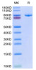 Biotinylated Recombinant Human sTfR/CD71 Protein (RPCB0480)