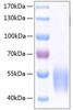 Recombinant Human SIRP-alpha/CD172a Protein (RPCB0482)