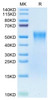 Biotinylated Recombinant Human TNFRSF1B/TNF-R2/CD120b Protein (Primary Amine Labeling) (RPCB0483)