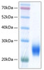 Recombinant Human NKG2D ligand 2/ULBP2 Protein (RPCB0496)
