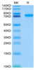 Recombinant Human LILRB2/ILT-4/CD85d Protein (RPCB0504)