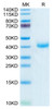 Biotinylated Recombinant Human KLRB1/CD161 Protein (RPCB0509)