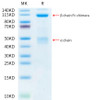 Recombinant Human HGF receptor/c-MET/MET Protein (RPCB0512)