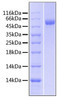 Recombinant Human Lipopolysaccharide-binding protein/LBP Protein (RPCB0534)