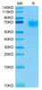 Biotinylated Recombinant Human PVR/CD155 Protein (RPCB0545)