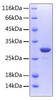 Recombinant Human TNFRSF11A/RANK/CD265 Protein (RPCB0547)