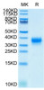 Biotinylated Recombinant Human Fc gamma RIIA/FCGR2A/CD32a Protein (RPCB0553)