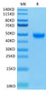 Biotinylated Recombinant Human Nectin-2/PVRL2/CD112 Protein (RPCB0560)