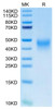 Recombinant Human PD-1/PDCD1/CD279 Protein (RPCB0564)