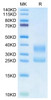 Biotinylated Recombinant Human CD3E&CD3G (Primary Amine Labeling) (RPCB0565)