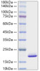Recombinant Mouse FGF-1/aFGF Protein (RPCB0566)