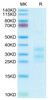 Recombinant Human CD3E&CD3G Protein (RPCB0569)