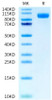 FITC-Labeled Recombinant Human ERBB1/HER1/EGFR Protein (RPCB0583)