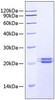 Recombinant Human FAM3C Protein (RPCB0585)