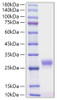 Recombinant Mouse CSF-3/G-CSF Protein (RPCB0589)