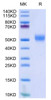Biotinylated Recombinant Human CD24 Protein (Primary Amine Labeling) (RPCB0594)