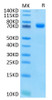 Recombinant Human Siglec-3/CD33 Protein (RPCB0595)