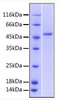 Recombinant Human TNFRSF25/DR3 Protein (RPCB0604)