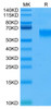 Recombinant Human IL-3RA/CD123 Protein (RPCB0607)
