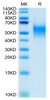 Biotinylated Recombinant Human B7-1/CD80 Protein (RPCB0622)