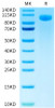 FITC-Labeled Recombinant Human B7-H3 (4Ig)/B7-H3b/CD276 Protein (RPCB0625)