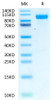 Biotinylated Recombinant Human ERBB1/HER1/EGFR Protein (RPCB0628)