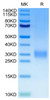 Recombinant Human CD24 Protein (RPCB0630)