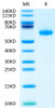 Biotinylated Recombinant Human TNFSF7/CD27 Ligand/CD70 Trimer Protein (Primary Amine Labeling) (RPCB0641)