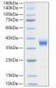 Recombinant Human BST-1/CD157 Protein (RPCB0662)