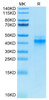 Biotinylated Recombinant Human IL-12/IL-12A&IL-12B Protein (RPCB0664)